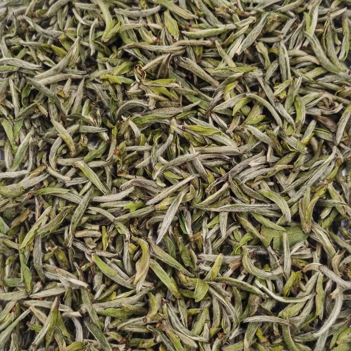 Бай Хао Инь Чжэнь 2025 (I)