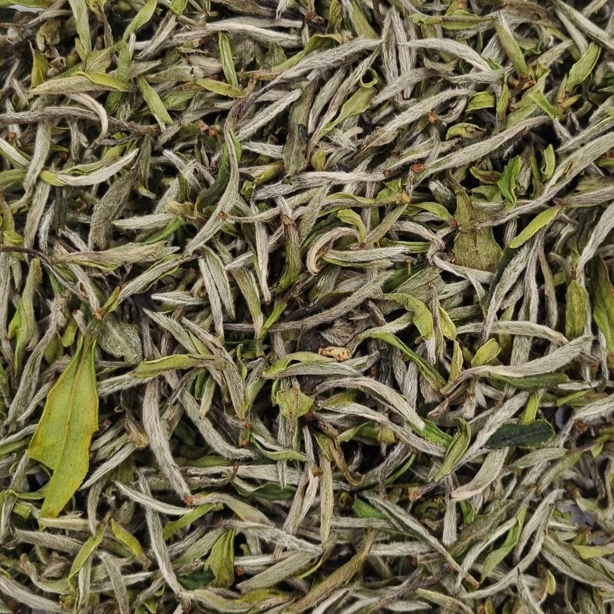 Гао Шань Бай Му Дань 2025 (I)