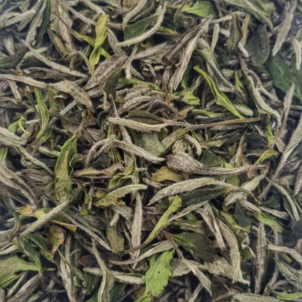 И Цзи Бай Му Дань 2025 (I) 