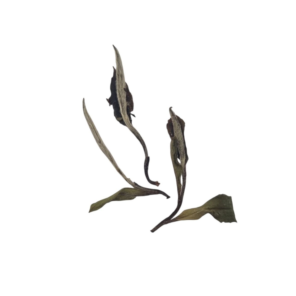 И Цзи Бай Му Дань 2020 (I)