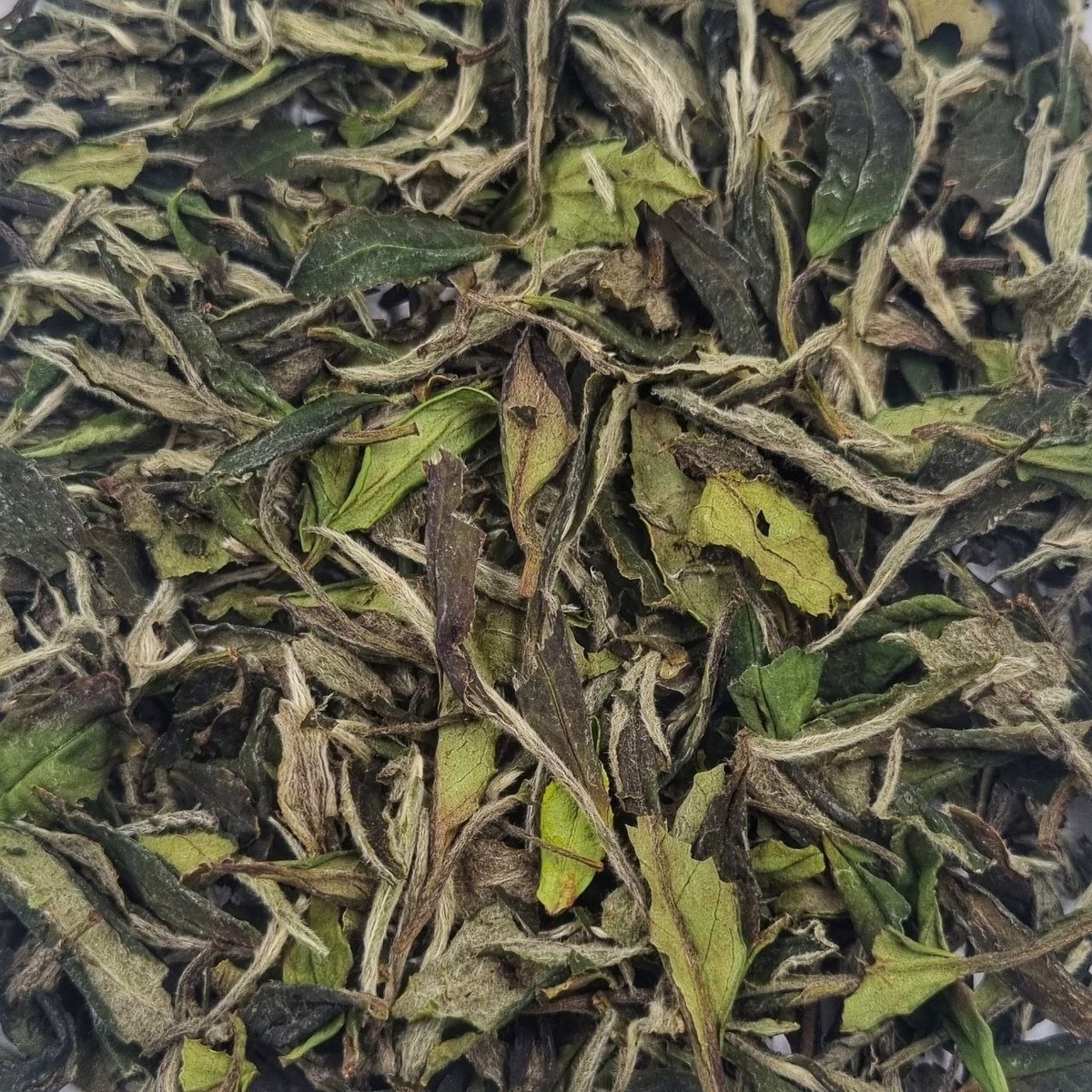 Сань Цзи Бай Му Дань 2025 (I)